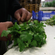 Person handling cilantro bunch